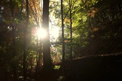 奈良　春日山原始林