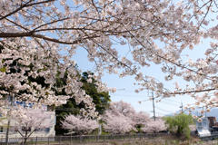 橿原市石川町（石川池）