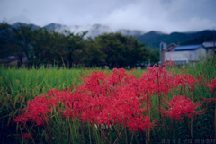 明日香村　大字川原