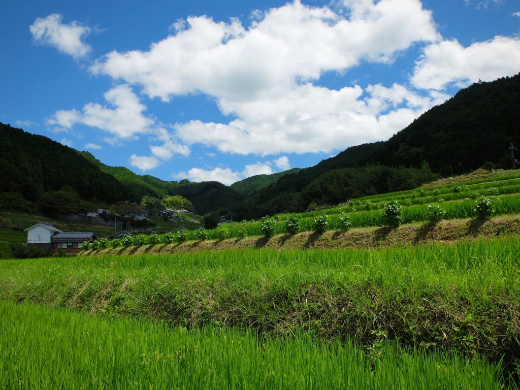 明日香村 尾曽（ おおそ ）