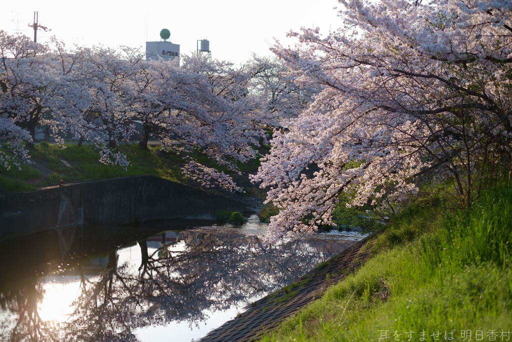 橿原市　飛鳥川沿いの桜