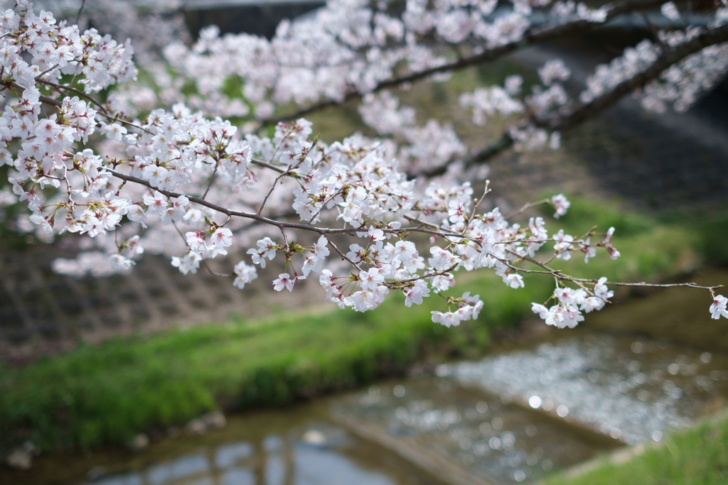 奈良市　佐保川沿いの桜