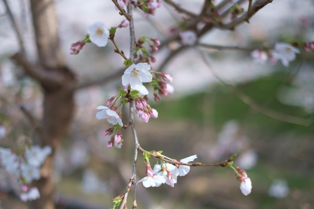 奈良市　佐保川沿いの桜