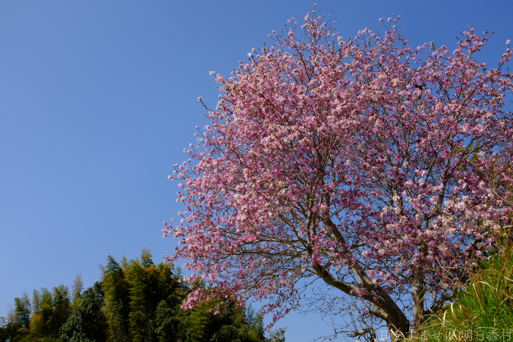 明日香村　大字豊浦