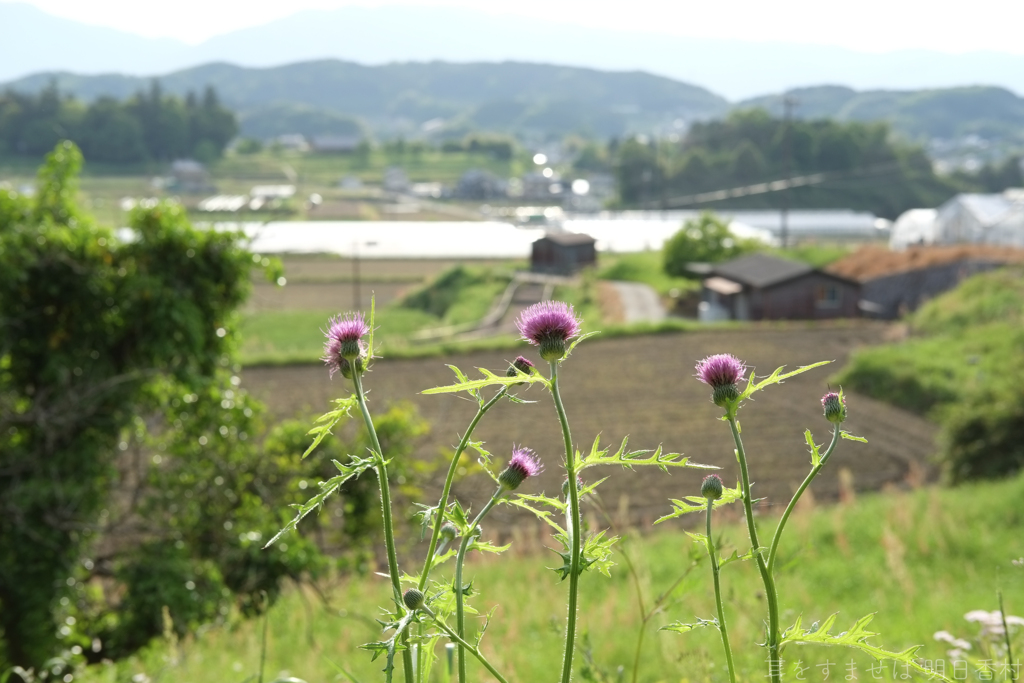 明日香村　大字栗原