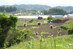 明日香村　大字栗原