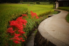 明日香村　大字岡
