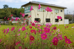 明日香村　大字御園