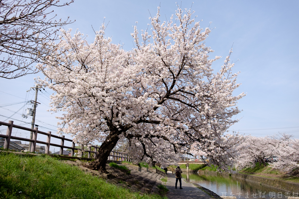 奈良県大和高田市　高田千本桜