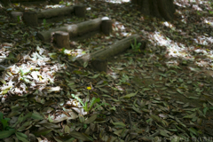 明日香村　大字豊浦