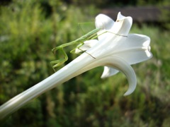 明日香村 尾曽（ おおそ ）
