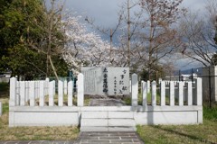 奈良県田原本町　飛鳥川沿いの桜