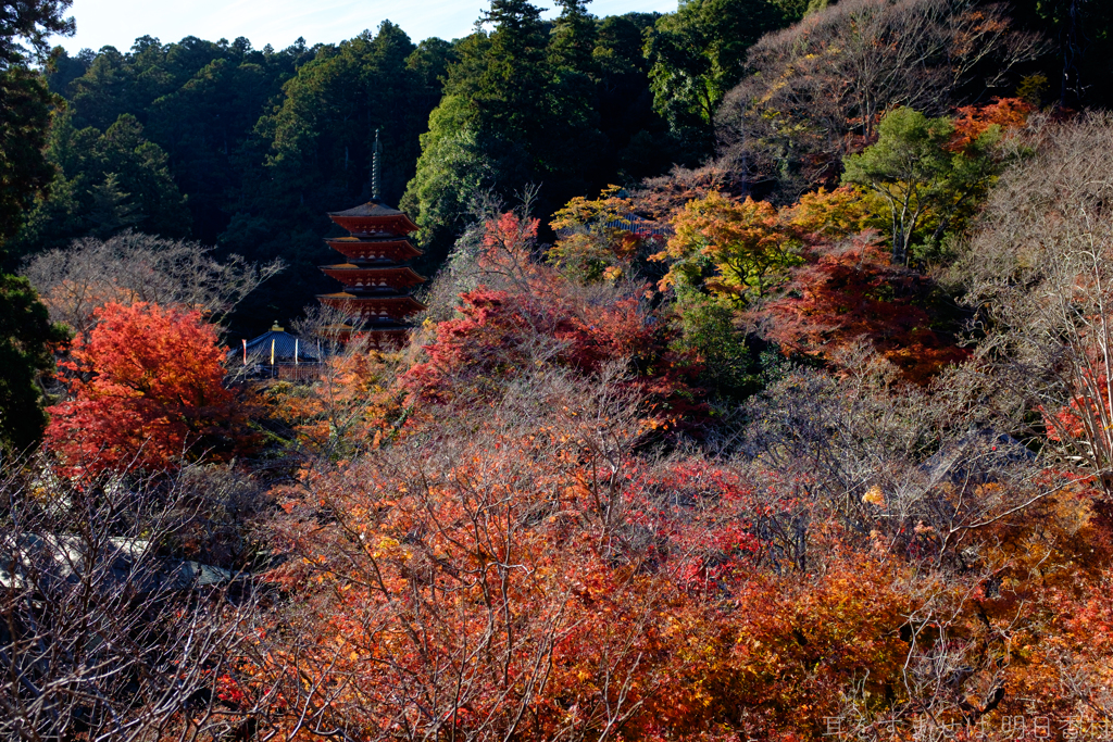 奈良県桜井市　長谷寺