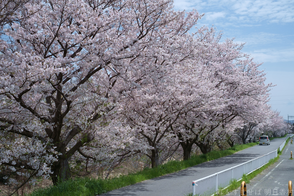 橿原市　飛鳥川沿いの桜