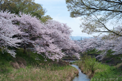 橿原市　飛鳥川沿いの桜