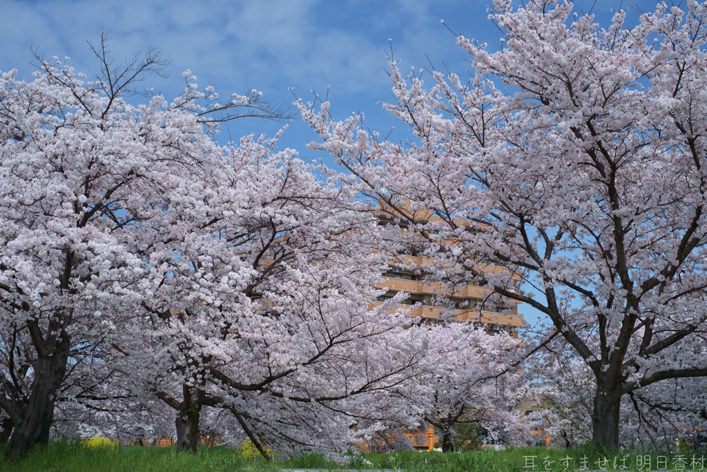 橿原市　飛鳥川沿いの桜