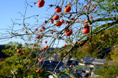 明日香村　大字稲渕