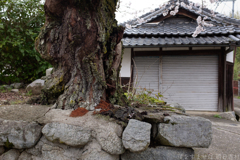 御所市 鳥井戸　妙相寺