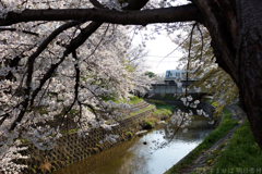 奈良市　佐保川沿いの桜