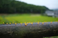 明日香村 大字野口 明日香村 大字野口