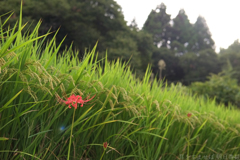 明日香村　大字橘（ 今年初めての彼岸花 ）