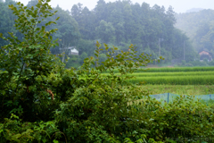 明日香村　大字島庄