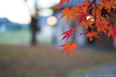 明日香村　大字豊浦（ 国営飛鳥歴史公園　甘樫丘地区 ）