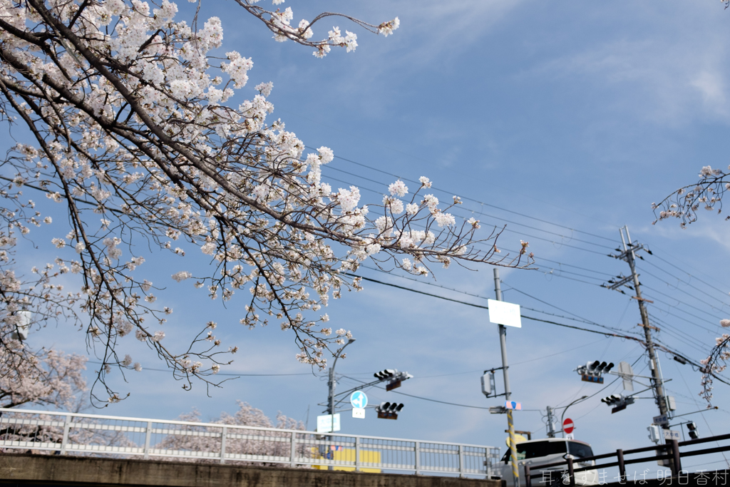奈良県大和高田市　高田千本桜
