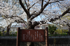 奈良市　佐保川沿いの桜
