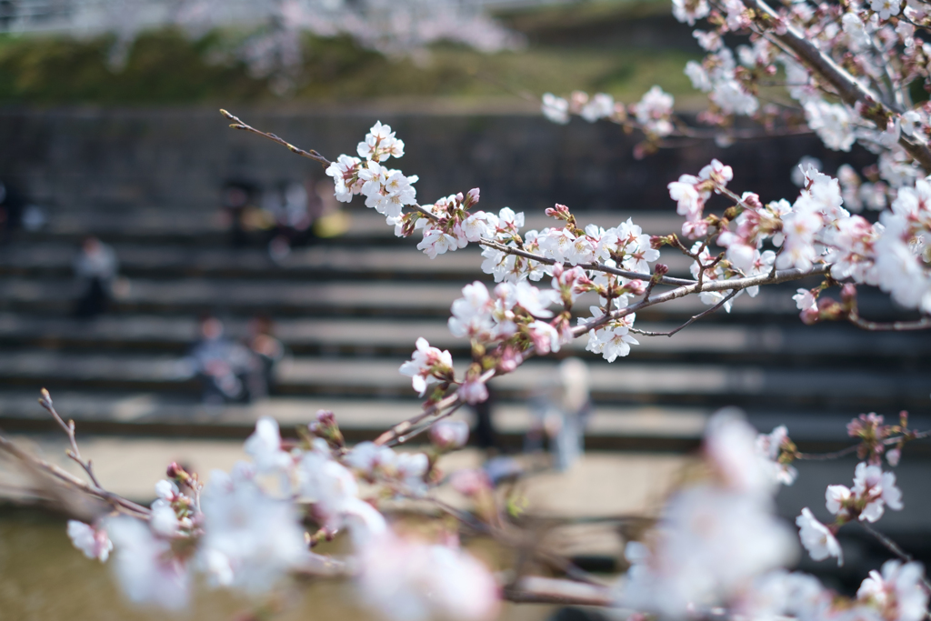 奈良市　佐保川沿いの桜