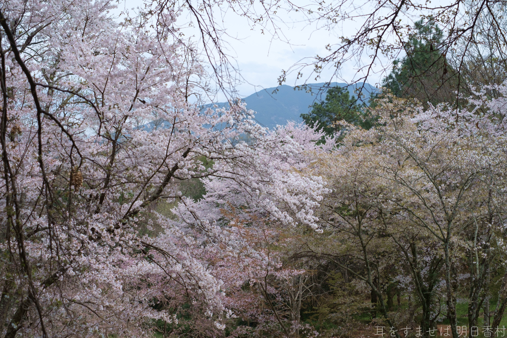 奈良県橿原市　万葉の森