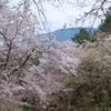 奈良県橿原市　万葉の森