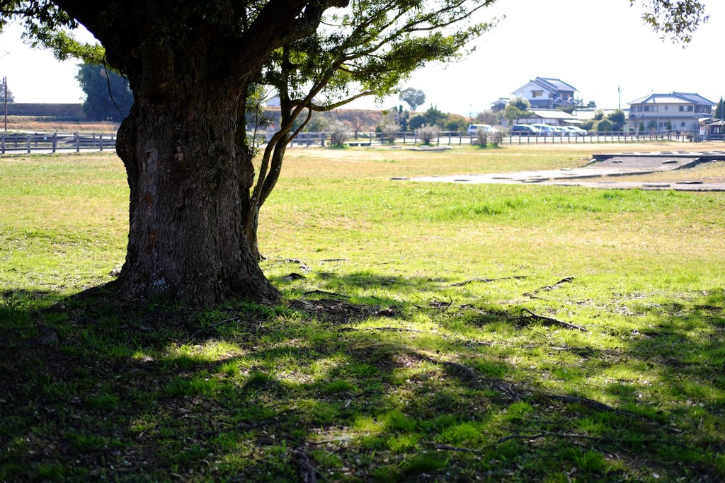 明日香村　大字川原（ 川原寺跡 ）