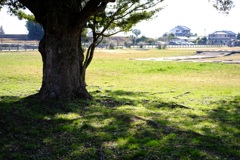 明日香村 大字川原( 川原寺跡 ) 明日香村 大字川原( 川原寺跡 )