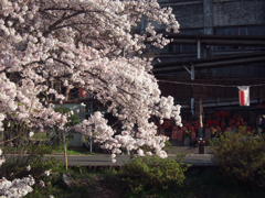 奈良県奈良市　佐保川沿い