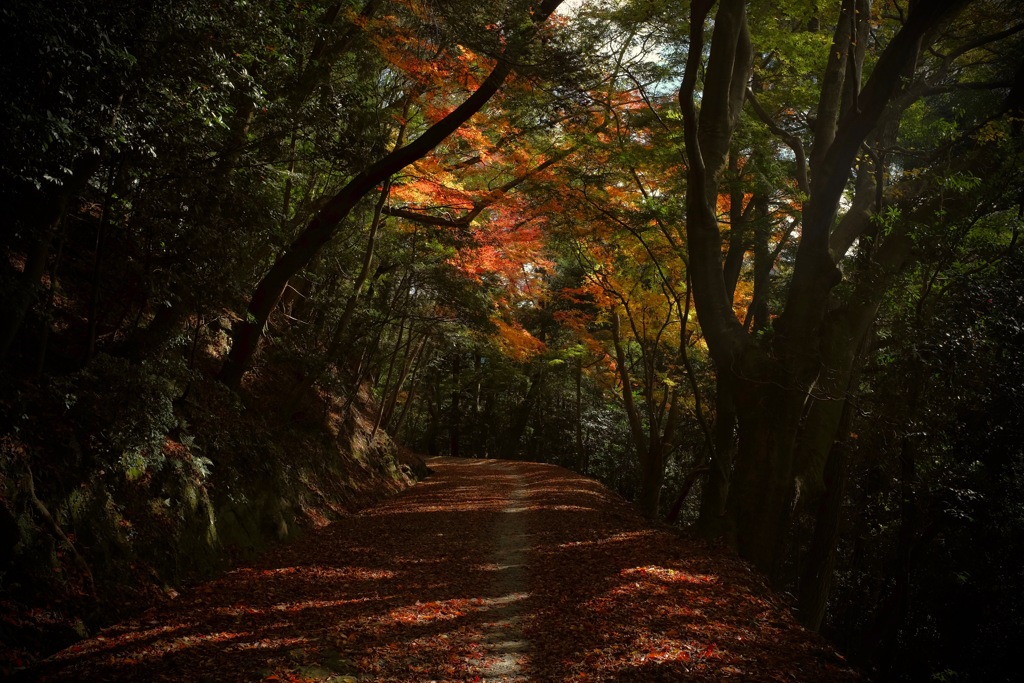 奈良　春日山原始林