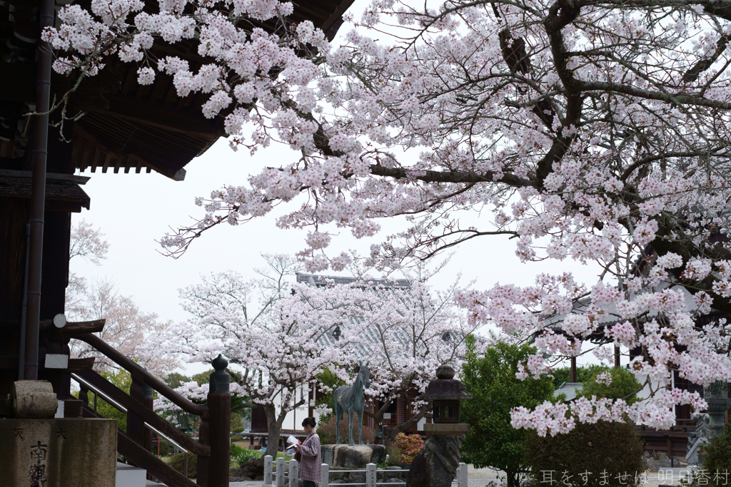 明日香村　大字橘　橘寺