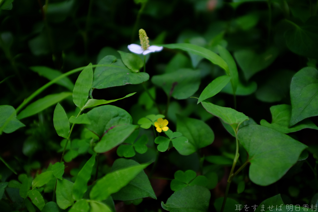 明日香村　大字豊浦（ 国営飛鳥歴史公園　甘樫丘地区 ）