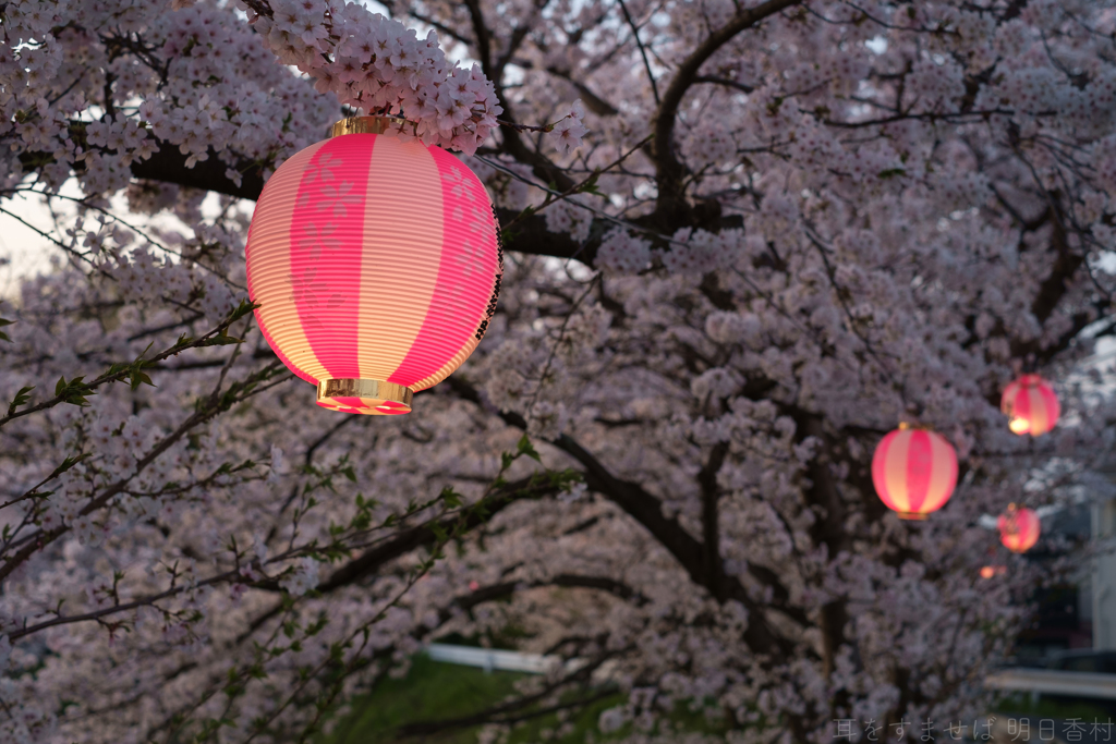 橿原市　飛鳥川沿いの桜