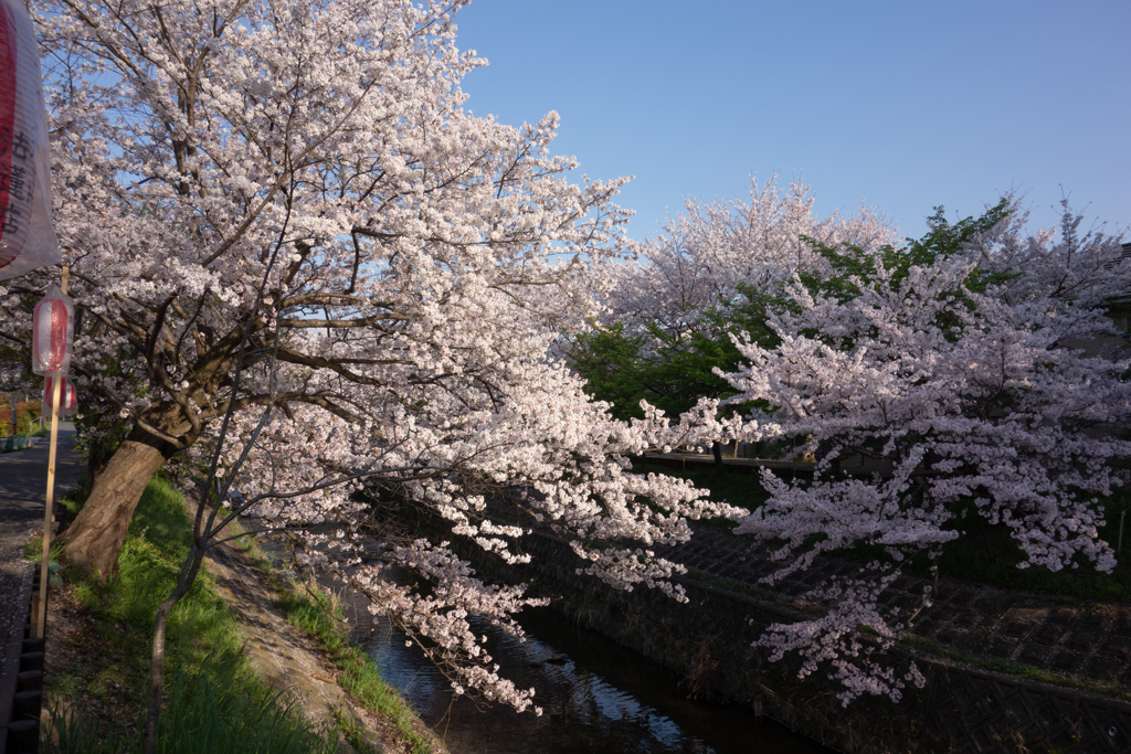 奈良県奈良市　佐保川沿い