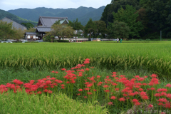 明日香村　大字橘