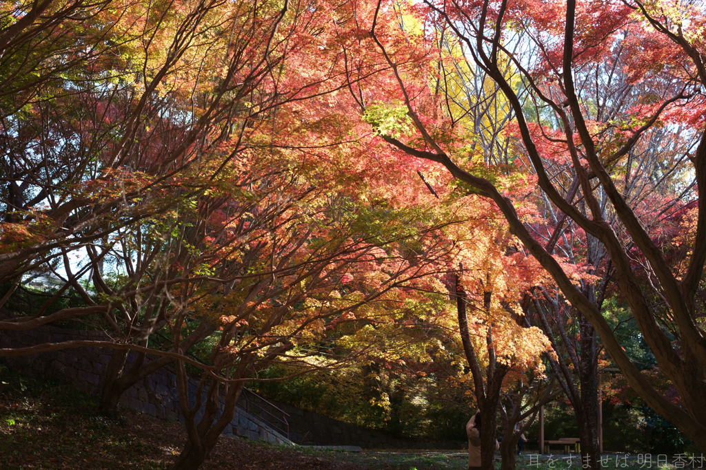 奈良県生駒郡斑鳩町　竜田川沿いの紅葉