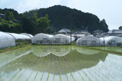 明日香村　大字橘