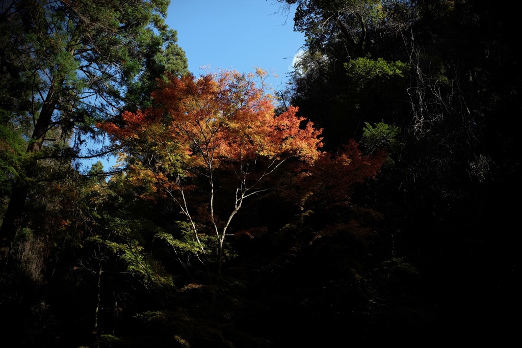 奈良　春日山原始林