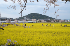 奈良県橿原市　藤原宮跡