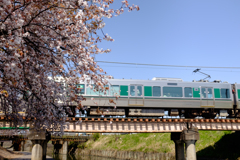 奈良県大和高田市　高田千本桜