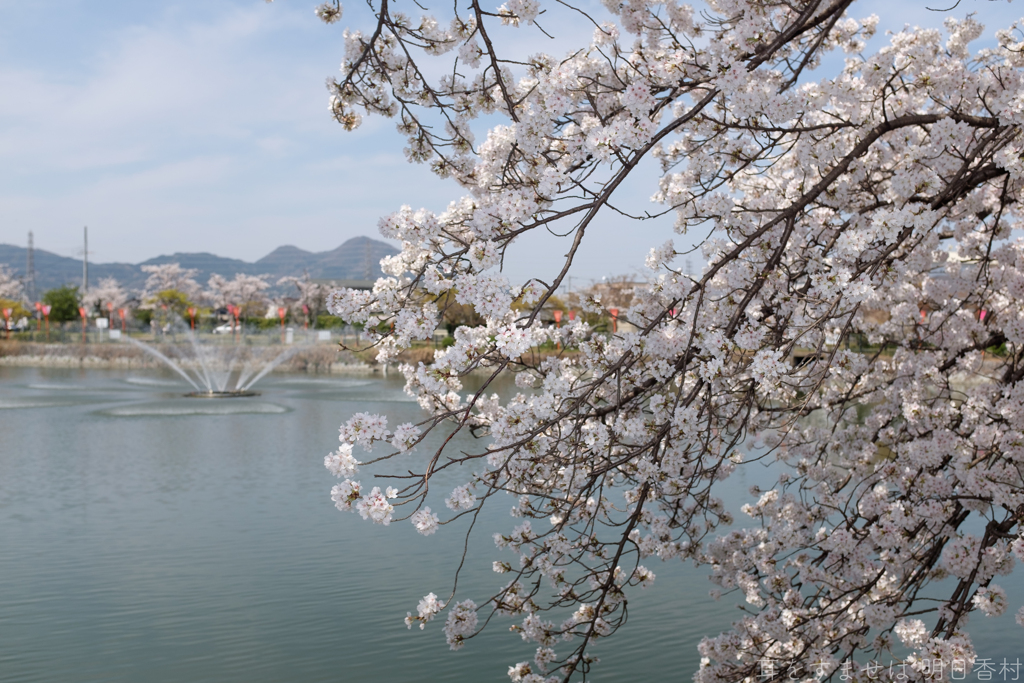奈良県大和高田市　高田千本桜