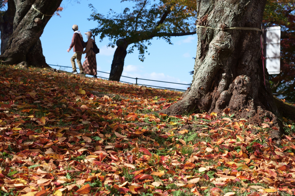 奈良県生駒郡斑鳩町　竜田川沿いの紅葉