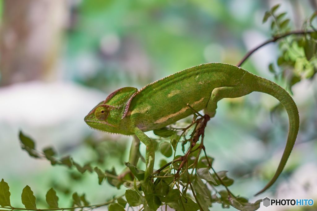 きれいなカメレオン