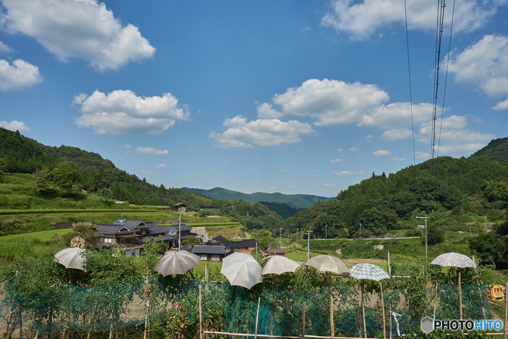 健康野菜を目指して